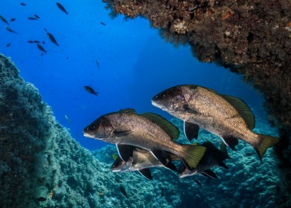Diving Center on the Costa Brava_3