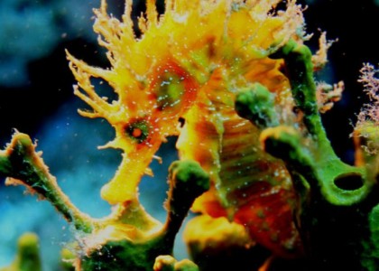 Diving Center on the Costa Brava_13