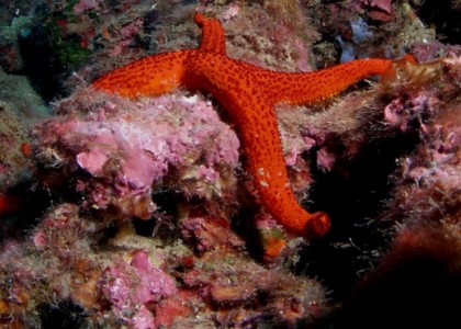 Diving Center on the Costa Brava_15