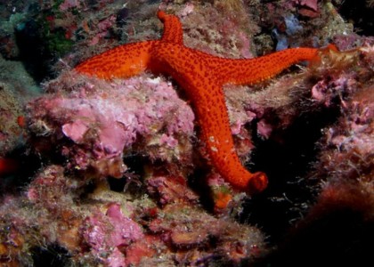 Centre de Plongée sur la Costa Brava_5