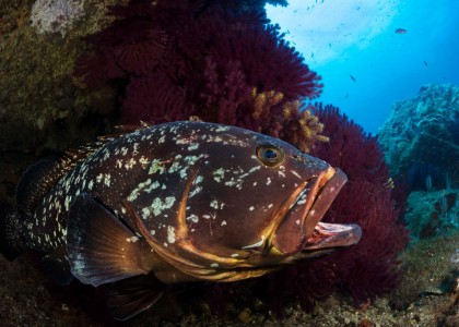 Diving Center on the Costa Brava_8